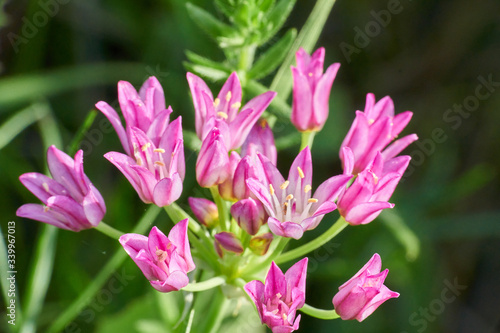 Macro Closeup of Purple Texas Wild Garlic Flower (Drummond's Onion, Wild Garlic, Prairie Onion)