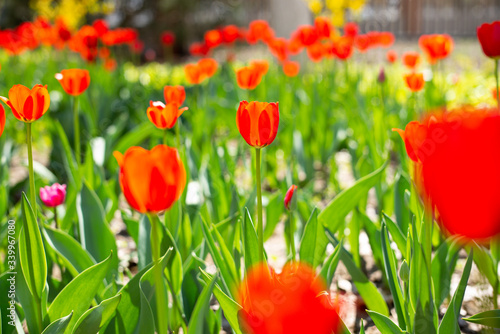 spring  tulip wood forest