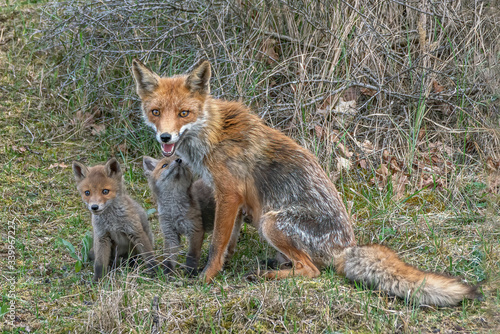 Red fox  Vulpes vulpes  mother and her newborn red fox cubs in nature on a springday in the Dutch dunes.