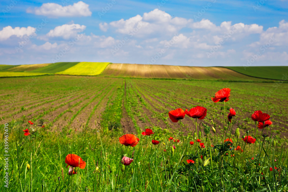 Agricultural field with poppy flowers