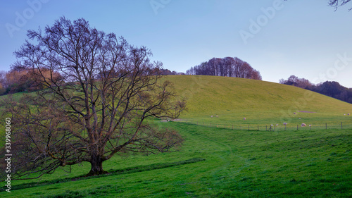 Evening sunlight on Compton Down  South Downs National Park  UK
