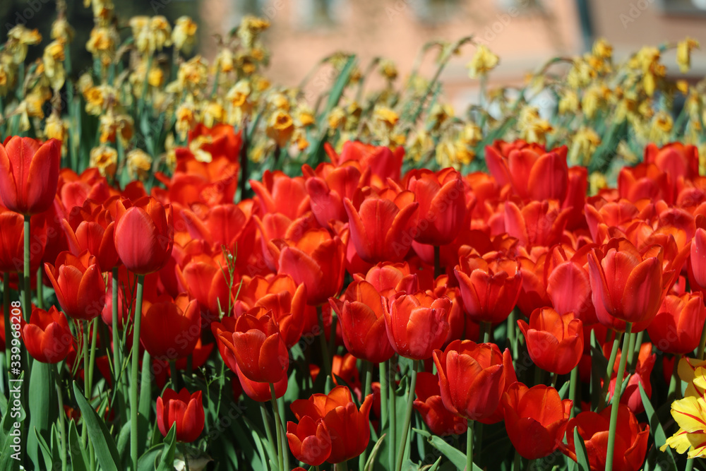 Obraz premium rote Tulpen