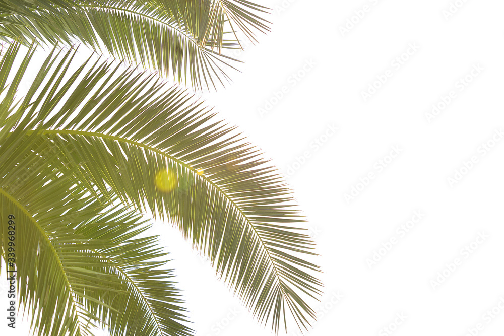 Beautiful close up tropical green palm leaves with sunlight isolated on a white background and free space Beautiful close up tropical green palm leaves with sunlight isolated on a white background and free space