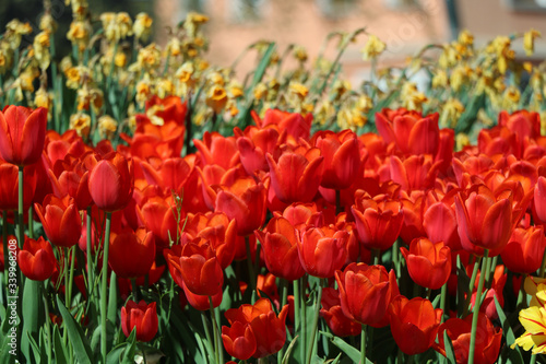 rote Tulpen © Zehra