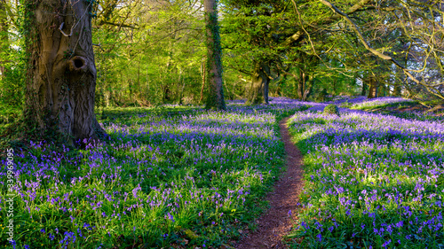 Tableau sur toile Evening sunlight on bluebells in the woods, near Lovedean, Hampshire, UK