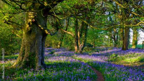 Obraz na plátně Evening sunlight on bluebells in the woods, near Lovedean, Hampshire, UK