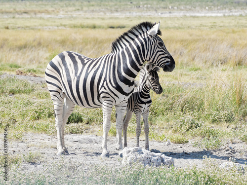 Mother and baby zebra in Etosha National Park  Namibia