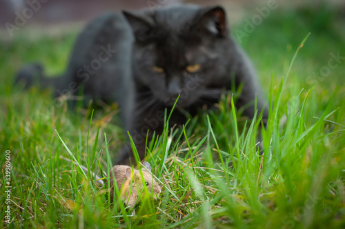 Beautiful saturated and vivid photo of a black cat and a field mouse in one frame. Friendship between predator and prey.