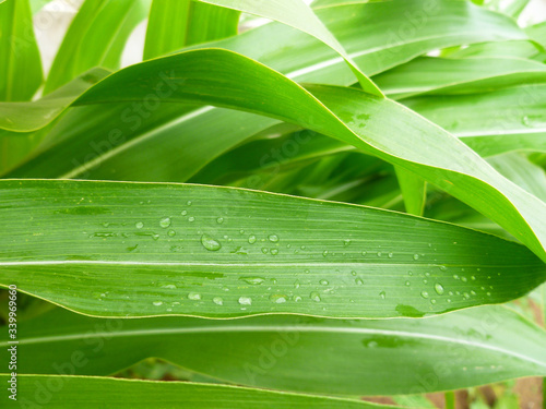 Green corn leaf with rain drops, close up, selective focus. Leaves of maize. Nature background.