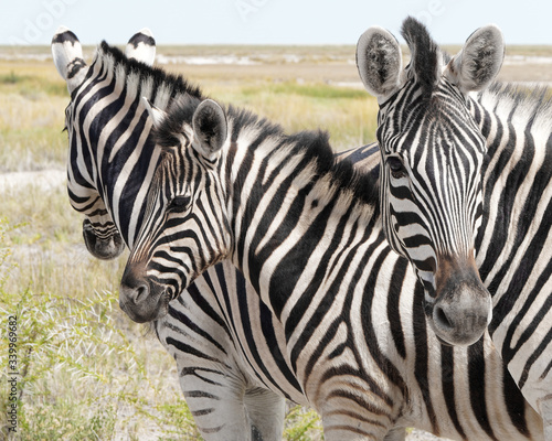 Group of zebras in Etosha National Park  Namibia