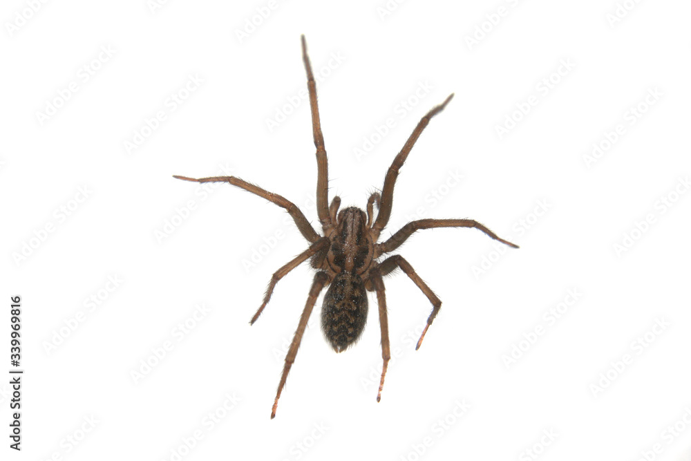 A Tegenaria Gigantea Spider or a common House Spider found in the UK