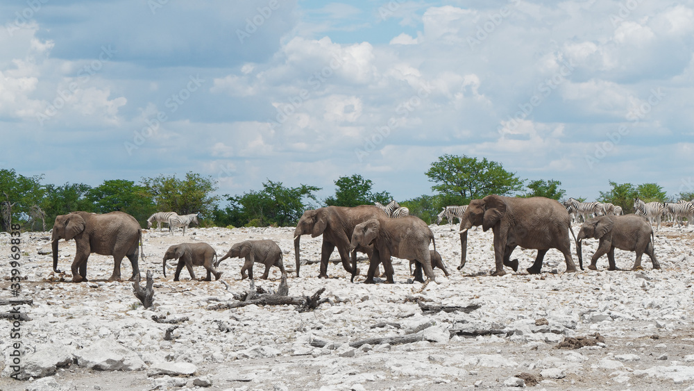 Herd of elephants near a waterhole in Etosha National Park, Namibia