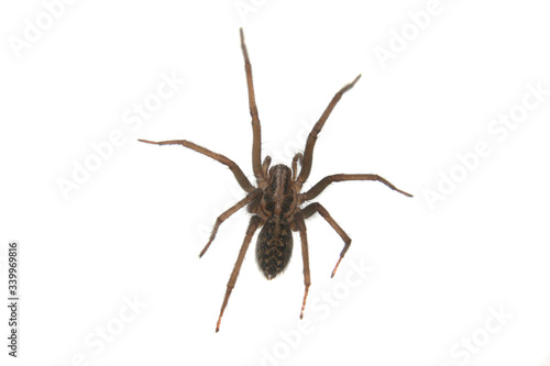 A Tegenaria Gigantea Spider or a common House Spider found in the UK