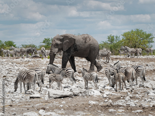 Fototapeta Naklejka Na Ścianę i Meble -  Elephant surrounded by zebras in Etosha National Park, Namibia