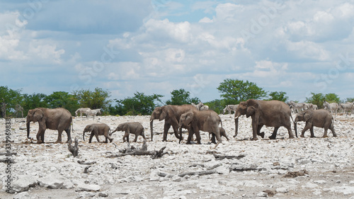 Herd of elephants near a waterhole in Etosha National Park  Namibia