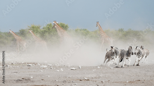 Photography Giraffes and zebras running away in a dust cloud, Etosha National Park