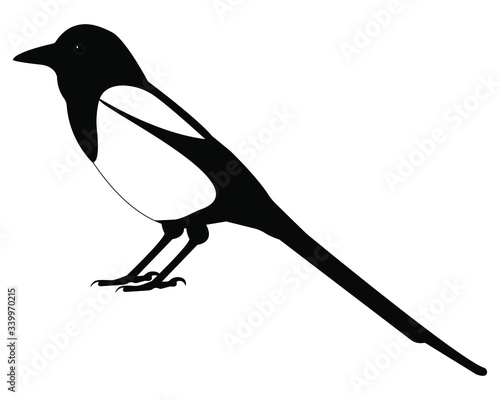 Canvas Print magpie bird vector isolated on white background