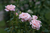 Few pale pink garden roses close up