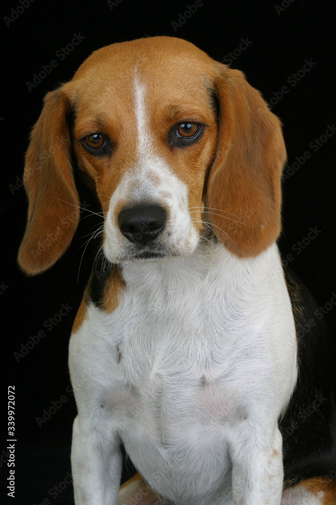 Portrait of a tricolor beagle on a black background