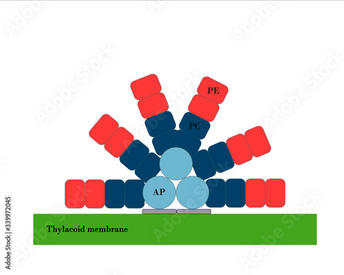 Phycobilisome structure,  antenna system of PSII for  cyanobacteria and red algae
