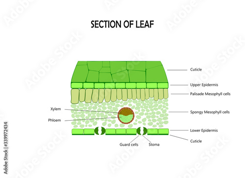 Cross section of leaf , diagram of structure photo