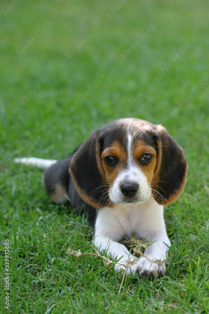 Beagle puppy laying down on a green grass yard