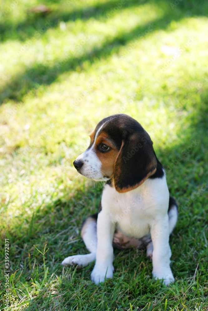 Beagle puppy sitting in the grass