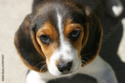 Beagle puppy looking up on a gray background