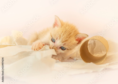 Canvas Print The kitten is training to bite the tissue