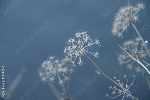 A closeup of an autumn flower imitating a snowflake  on a blue sky.