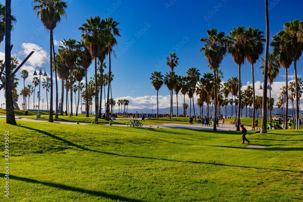 Obraz premium palm trees on the beach
