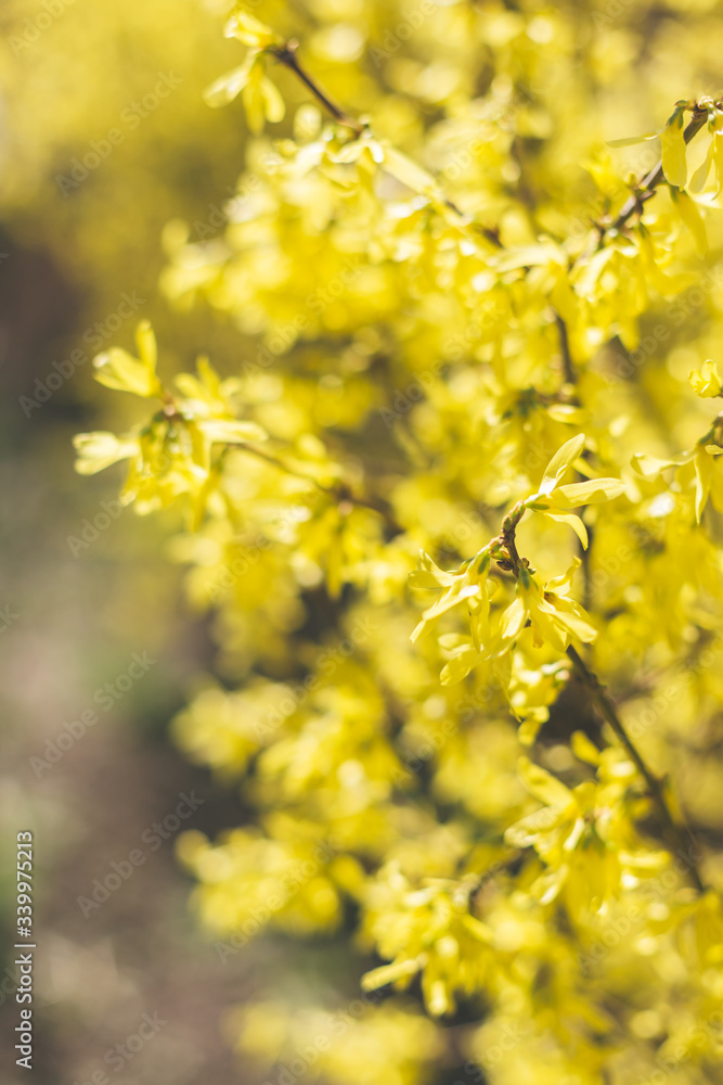 Amazing yellow Forsythia flowers and blue sky. Golden Bell, Border Forsythia blooming in spring garden. Amazing yellow Forsythia flowers and blue sky. Golden Bell, Border Forsythia blooming in spring garden.