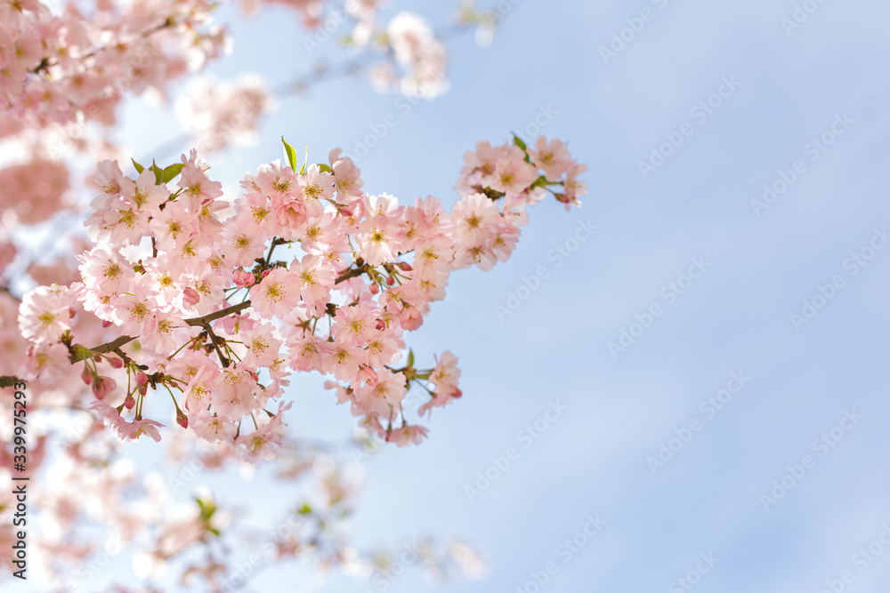 Amazing pink cherry blossoms on the Sakura tree in a blue sky. Amazing pink cherry blossoms on the Sakura tree in a blue sky.