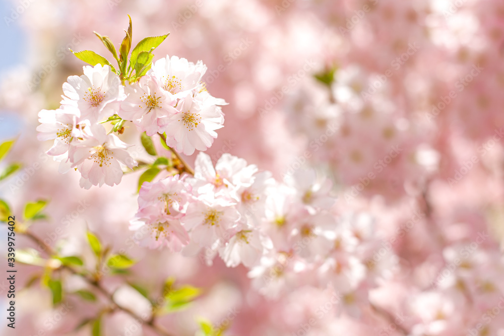 Amazing pink cherry blossoms on the Sakura tree in a blue sky. Amazing pink cherry blossoms on the Sakura tree in a blue sky.