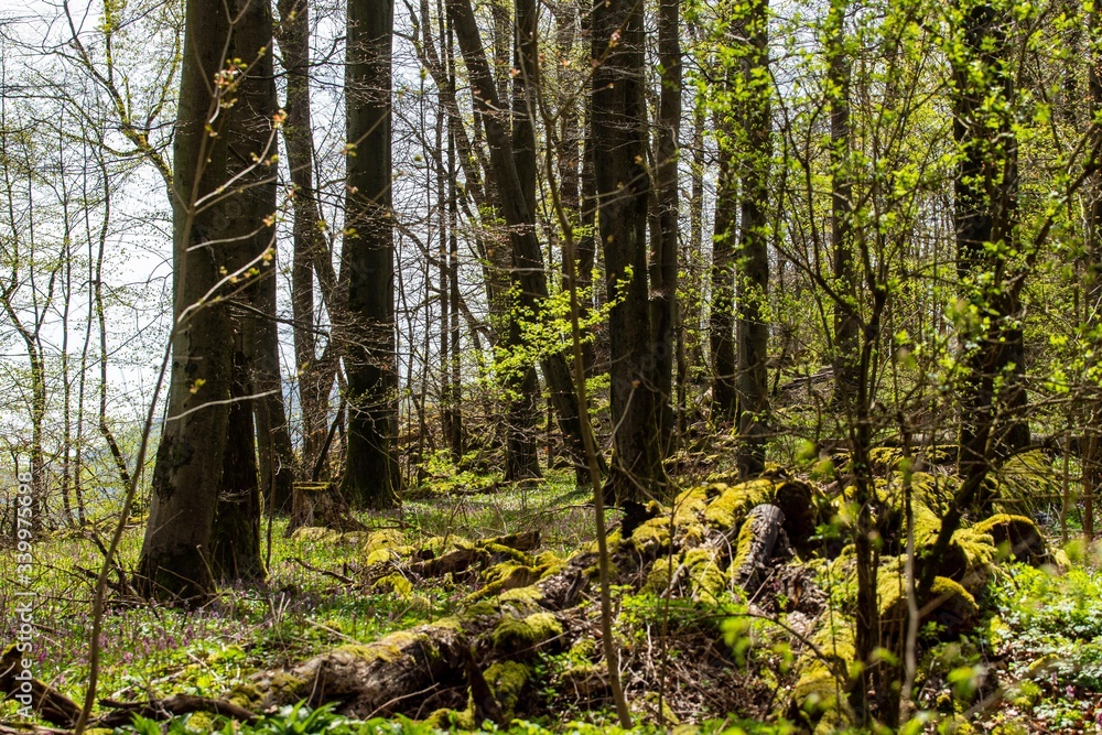 Naklejka premium Thüringer Wald