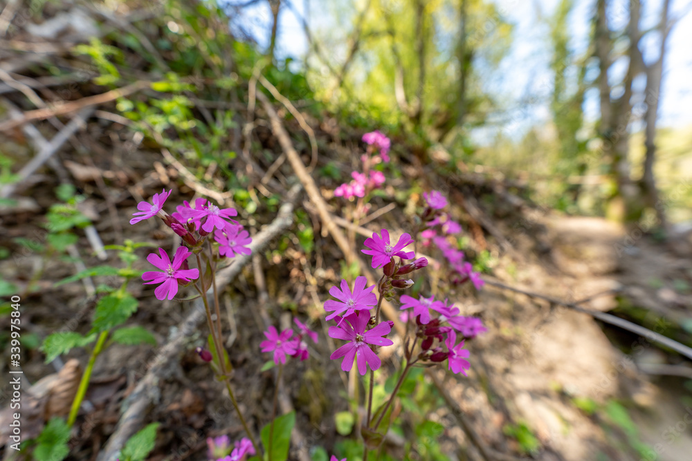 Obraz premium Leimkräuter | Blumen
