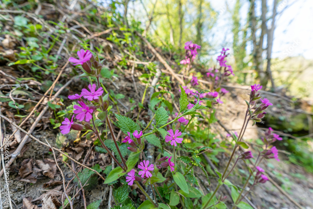 Obraz premium Leimkräuter | Blumen
