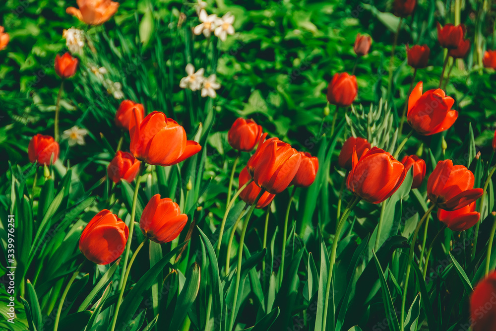 New York City, NY, USA - 04/08/2019:
Tulip in Central Park New York City, NY, USA - 04/08/2019:
Tulip in Central Park