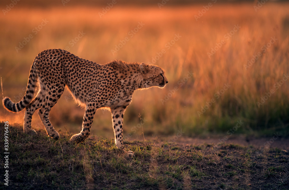 Cheetah during dusk in Savannah grassland, Masai Mara
