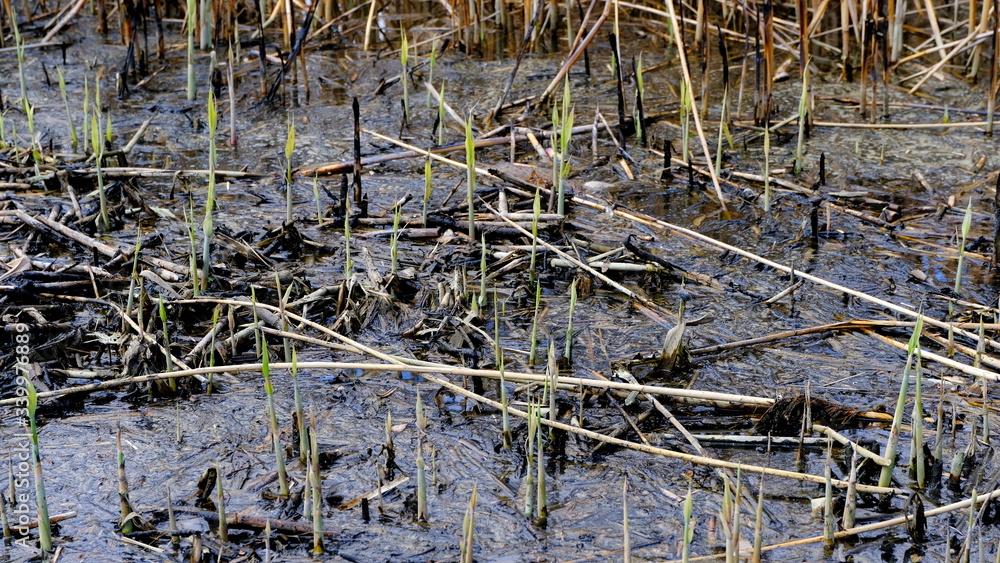 Bulrush on the lake. Dirty water.
Bulrush on the lake. Dirty water.