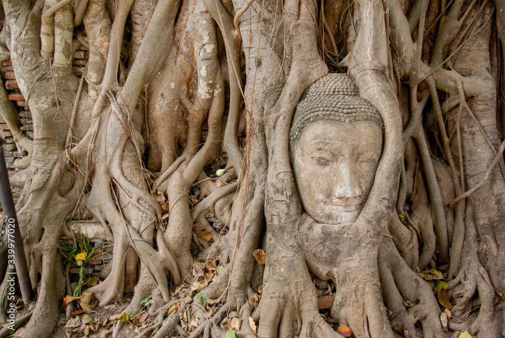 アユタヤの木の根の仏像の首：タイの旅先の風景