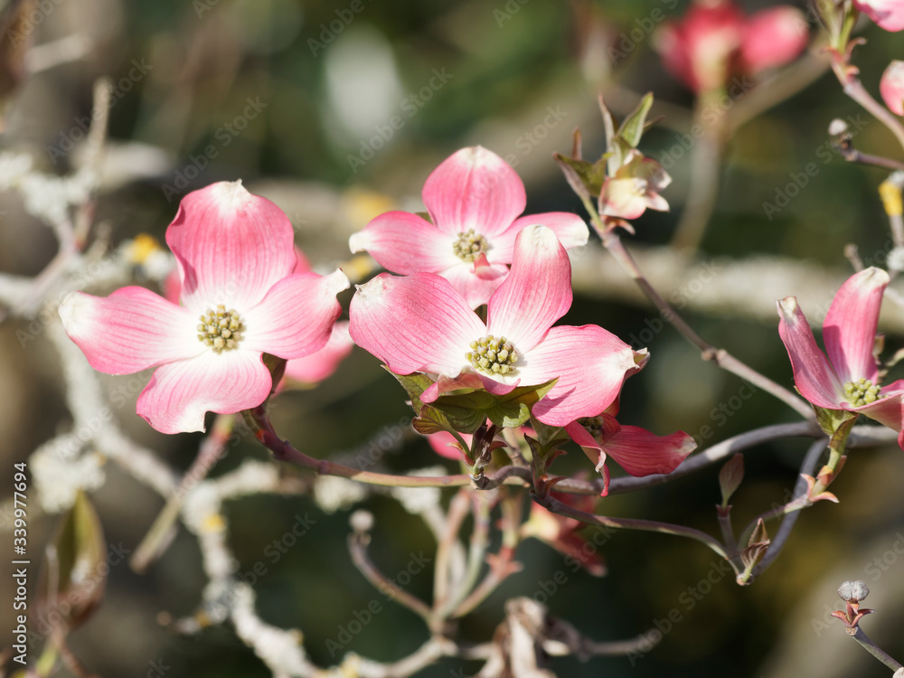Obraz premium Cornus florida 'rubra' | Close-up z jasnych różowych płatków kwiatów w białym zabarwionym sercu różowego kwitnienia derenia Florydy