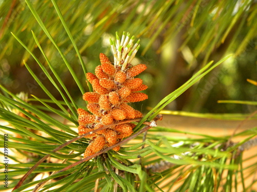 Pine flowers young small cones in the form of inflorescences. an evergreen coniferous tree that has clusters of long needle-shaped leaves.