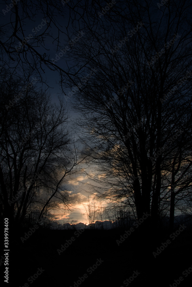 Trees in the morning Trees in the morning