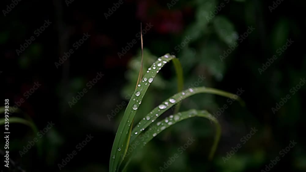 Close up view of water on green leaves Close up view of water on green leaves