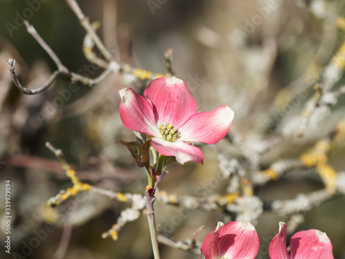 Cornus florida 'rubra' | Gros plan sur une fleur aux pétales rose vif au coeur teinté de blanc du cornouiller de Floride à fleurs roses