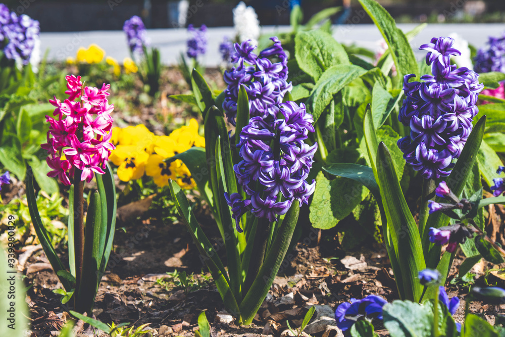 Fototapeta premium spring hyacinth flower reaches for the sun