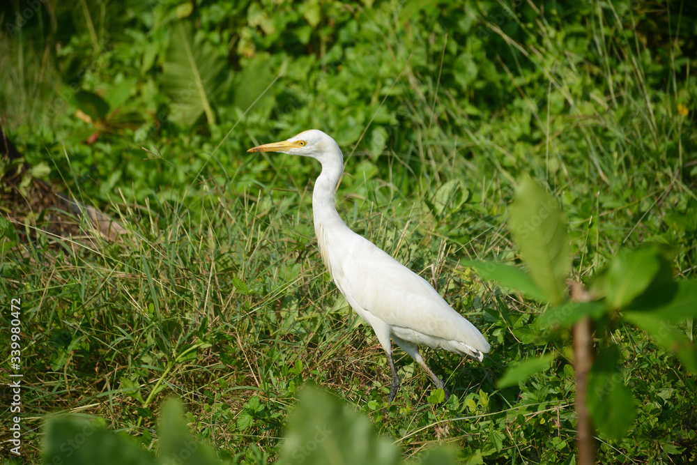 Hikkaduwa, Sri Lanka - March 11, 2019: Great Egret bird in the village Hikkaduwa, Sri Lanka - March 11, 2019: Great Egret bird in the village