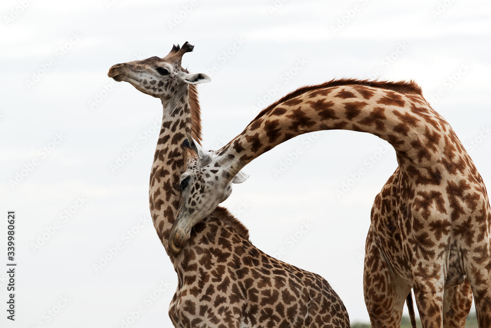 Obraz premium Giraffe making love, Masai Mara