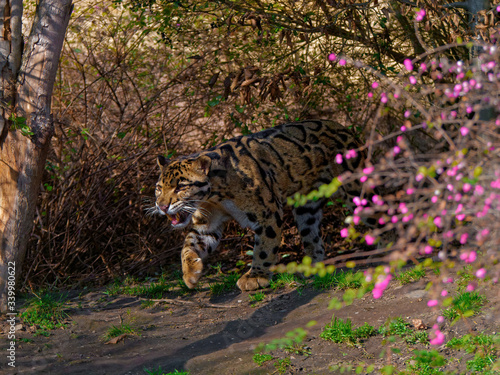 Canvas Print The clouded leopard, Neofelis nebulosa, is a wild cat occurring from the Himalayan foothills through mainland Southeast Asia into southern China